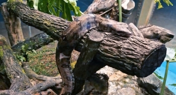 Zoológico de Goiânia ganha duas novas jiboias para exposição aos visitantes